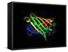 Green Fluorescent Protein, Computer Model-Dr. Tim Evans-Framed Stretched Canvas