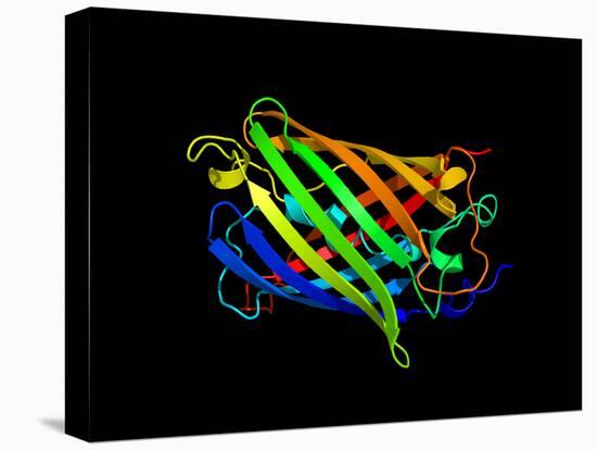 Green Fluorescent Protein, Computer Model-Dr. Tim Evans-Stretched Canvas