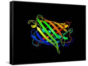 Green Fluorescent Protein, Computer Model-Dr. Tim Evans-Framed Stretched Canvas