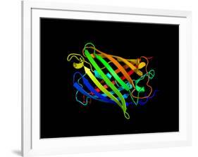 Green Fluorescent Protein, Computer Model-Dr. Tim Evans-Framed Photographic Print