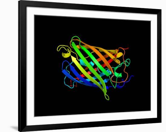 Green Fluorescent Protein, Computer Model-Dr. Tim Evans-Framed Photographic Print