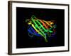 Green Fluorescent Protein, Computer Model-Dr. Tim Evans-Framed Photographic Print
