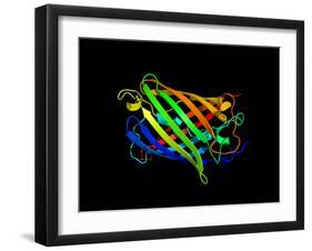 Green Fluorescent Protein, Computer Model-Dr. Tim Evans-Framed Photographic Print