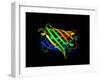 Green Fluorescent Protein, Computer Model-Dr. Tim Evans-Framed Photographic Print