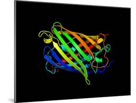 Green Fluorescent Protein, Computer Model-Dr. Tim Evans-Mounted Photographic Print