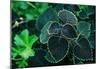 Green Foliage-null-Mounted Poster