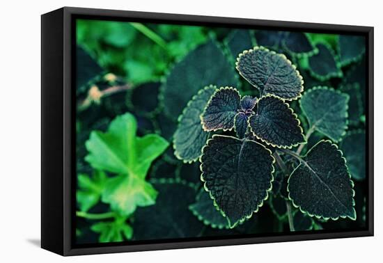 Green Foliage-null-Framed Stretched Canvas