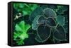 Green Foliage-null-Framed Stretched Canvas