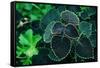 Green Foliage-null-Framed Stretched Canvas