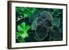 Green Foliage-null-Framed Photo