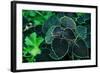 Green Foliage-null-Framed Photo