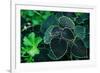 Green Foliage-null-Framed Photo