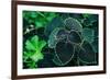 Green Foliage-null-Framed Photo