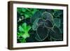 Green Foliage-null-Framed Photo