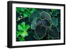 Green Foliage-null-Framed Photo