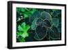 Green Foliage-null-Framed Photo