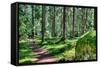 Green Forest Landscape in the Summer-Anna-Mari West-Framed Stretched Canvas