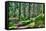 Green Forest Landscape in the Summer-Anna-Mari West-Framed Stretched Canvas