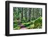 Green Forest Landscape in the Summer-Anna-Mari West-Framed Photographic Print