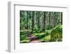 Green Forest Landscape in the Summer-Anna-Mari West-Framed Photographic Print