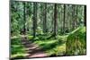 Green Forest Landscape in the Summer-Anna-Mari West-Mounted Photographic Print