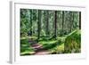 Green Forest Landscape in the Summer-Anna-Mari West-Framed Photographic Print