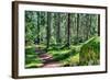 Green Forest Landscape in the Summer-Anna-Mari West-Framed Photographic Print