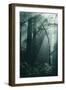 Green Forest Light, California Redwoods, Del Norte Coast-Vincent James-Framed Photographic Print
