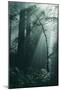 Green Forest Light, California Redwoods, Del Norte Coast-Vincent James-Mounted Photographic Print