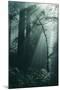 Green Forest Light, California Redwoods, Del Norte Coast-Vincent James-Mounted Photographic Print
