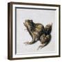 Green Frog, 16th Century-Joris Hoefnagel-Framed Giclee Print