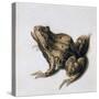 Green Frog, 16th Century-Joris Hoefnagel-Stretched Canvas
