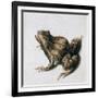 Green Frog, 16th Century-Joris Hoefnagel-Framed Giclee Print