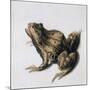 Green Frog, 16th Century-Joris Hoefnagel-Mounted Giclee Print