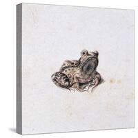 Green Frog, 16th Century-Joris Hoefnagel-Stretched Canvas