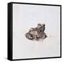 Green Frog, 16th Century-Joris Hoefnagel-Framed Stretched Canvas