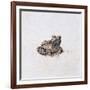 Green Frog, 16th Century-Joris Hoefnagel-Framed Giclee Print