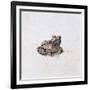 Green Frog, 16th Century-Joris Hoefnagel-Framed Giclee Print