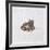 Green Frog, 16th Century-Joris Hoefnagel-Framed Giclee Print