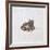 Green Frog, 16th Century-Joris Hoefnagel-Framed Giclee Print