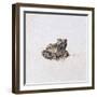 Green Frog, 16th Century-Joris Hoefnagel-Framed Giclee Print