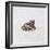 Green Frog, 16th Century-Joris Hoefnagel-Framed Giclee Print