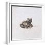 Green Frog, 16th Century-Joris Hoefnagel-Framed Giclee Print