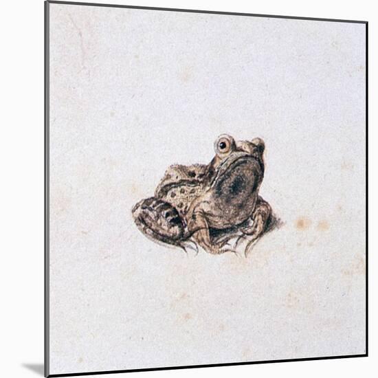 Green Frog, 16th Century-Joris Hoefnagel-Mounted Giclee Print