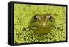 Green Frog in Duckweed-null-Framed Stretched Canvas