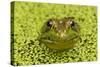 Green Frog in Duckweed-null-Stretched Canvas