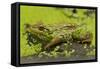 Green Frog in Duckweed-null-Framed Stretched Canvas