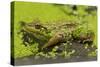 Green Frog in Duckweed-null-Stretched Canvas