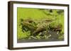 Green Frog in Duckweed-null-Framed Photographic Print