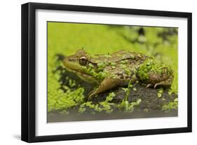 Green Frog in Duckweed-null-Framed Photographic Print